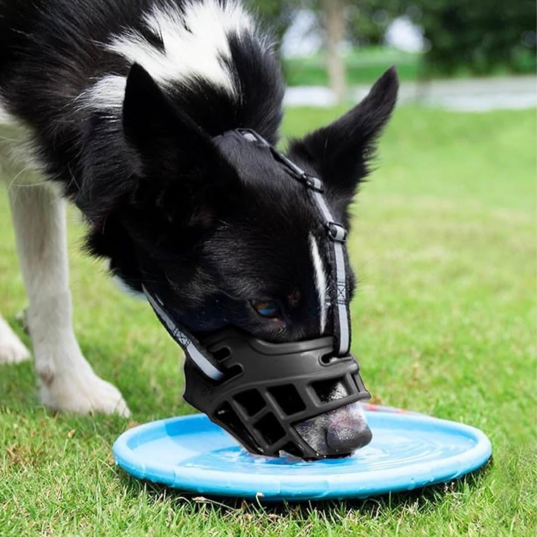 Dog Muzzles