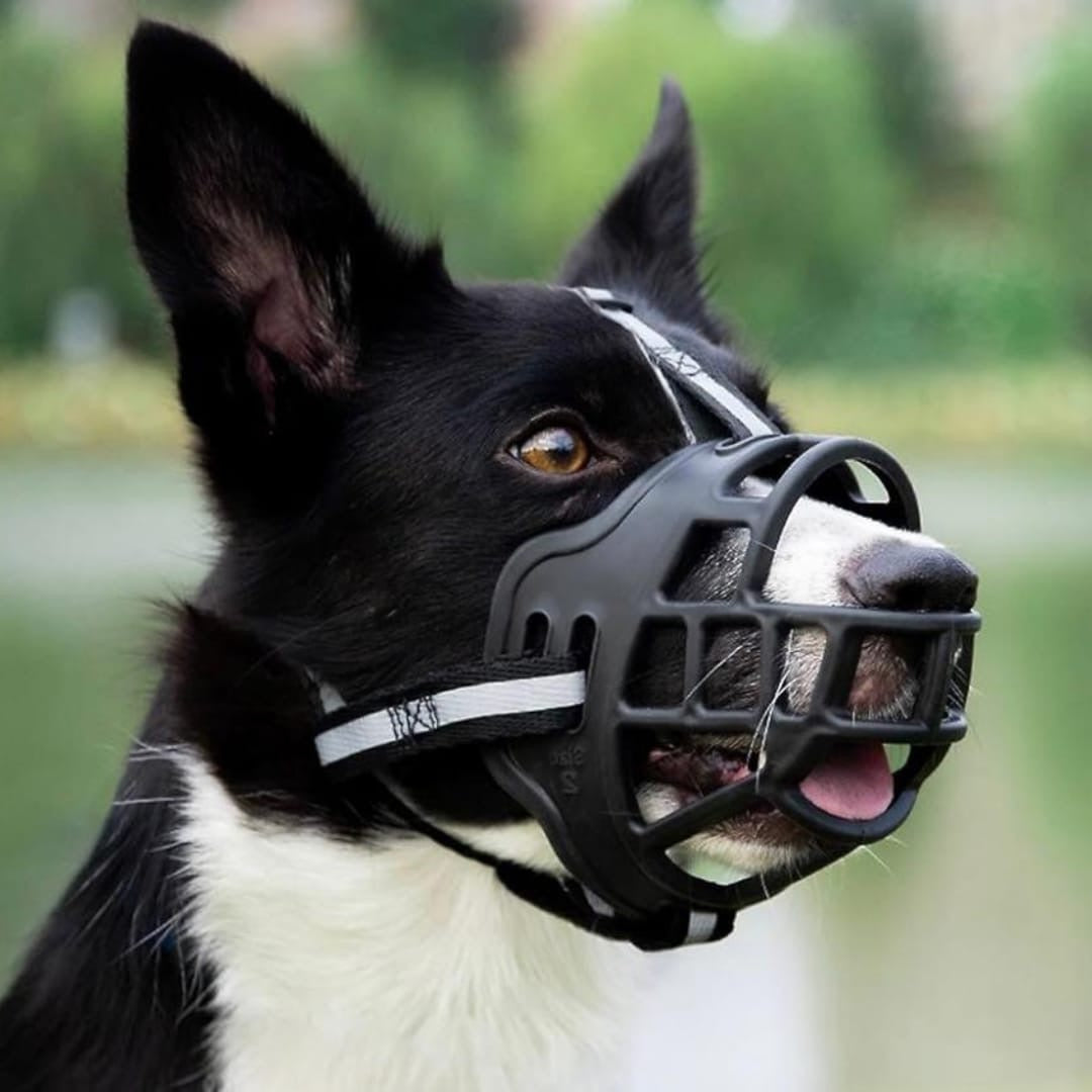 Dog Muzzles